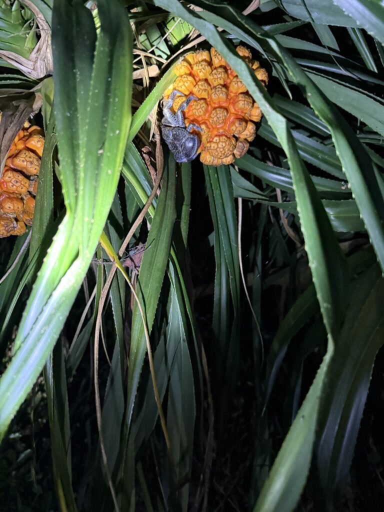 久我山左近日記